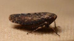 Excultanus excultus