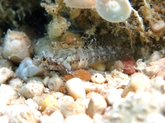Millerigobius macrocephalus