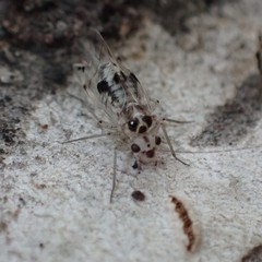 Psocus leidyi