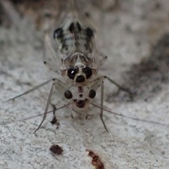 Psocus leidyi