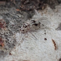 Psocus leidyi