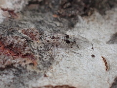 Psocus leidyi