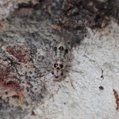 Psocus leidyi