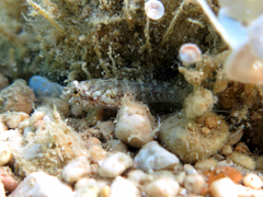 Millerigobius macrocephalus