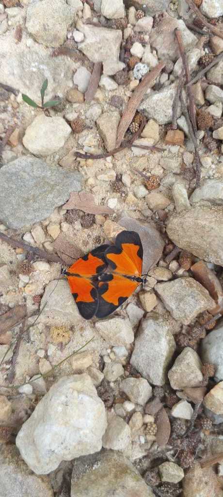 Eudule orislinea