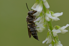 Coelioxys