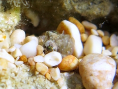 Millerigobius macrocephalus