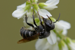 Stelis punctulatissima