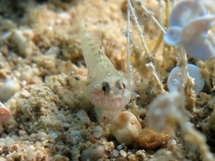 Millerigobius macrocephalus