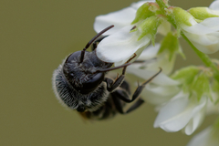 Stelis punctulatissima