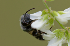 Stelis punctulatissima