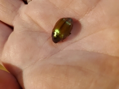 Callistethus marginatus