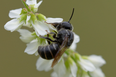 Stelis punctulatissima