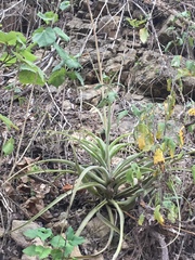 Tillandsia latifolia