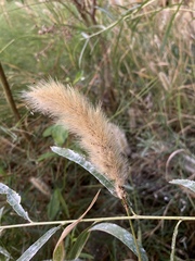 Polypogon interruptus