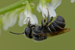 Stelis punctulatissima