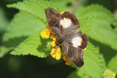 Theagenes aegides