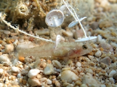 Millerigobius macrocephalus