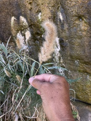 Polypogon interruptus