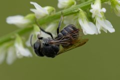 Stelis punctulatissima