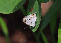 Hypolycaena othona