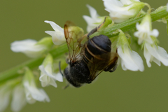 Stelis punctulatissima