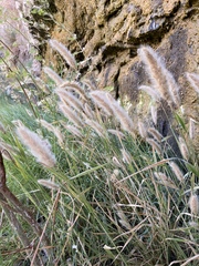 Polypogon interruptus