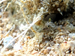 Millerigobius macrocephalus