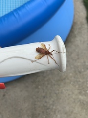 Rocconota annulicornis