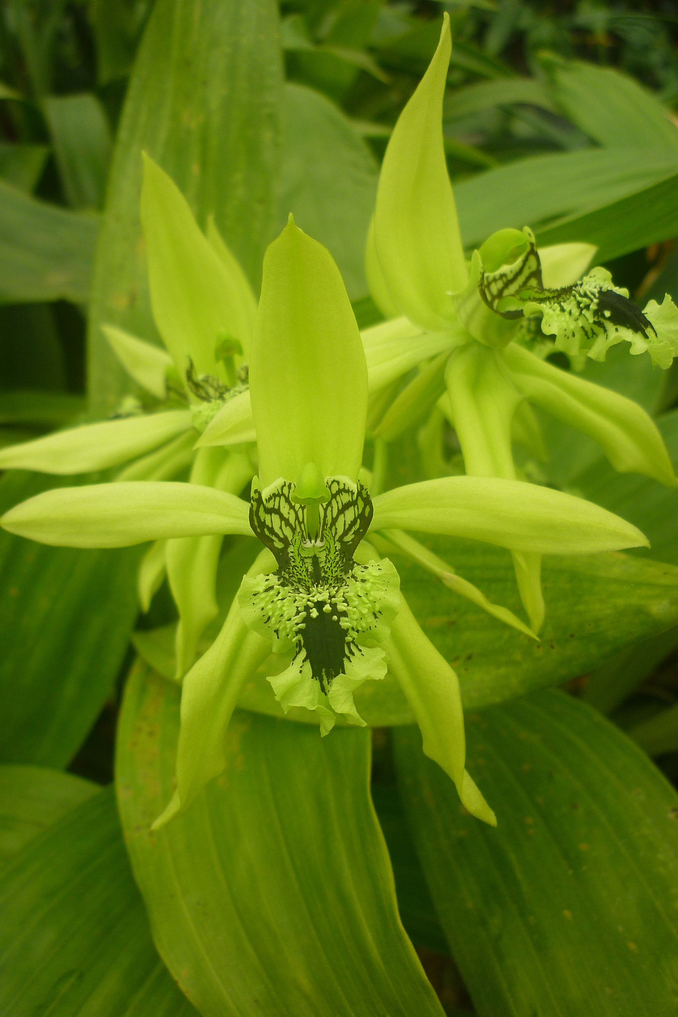 Coelogyne