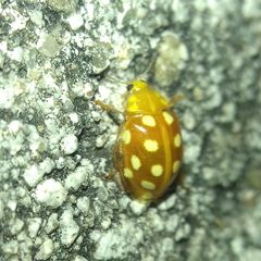 Halyzia sedecimguttata
