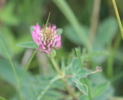 Trifolium medium