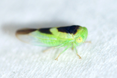 Populicerus lunaris