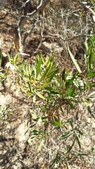 Ornithostaphylos oppositifolia