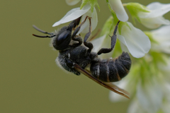 Stelis punctulatissima