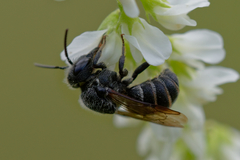 Stelis punctulatissima