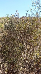 Ornithostaphylos oppositifolia