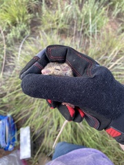 Chaetodipus hispidus