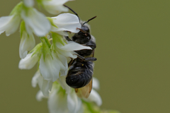 Stelis punctulatissima