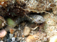 Millerigobius macrocephalus