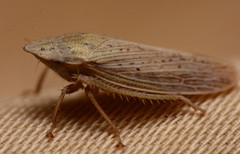 Prairiana