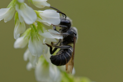 Stelis punctulatissima