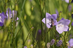 Chelostoma rapunculi