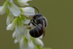 Stelis punctulatissima