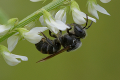 Stelis punctulatissima