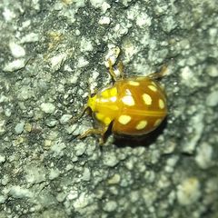 Halyzia sedecimguttata