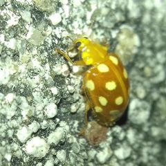 Halyzia sedecimguttata