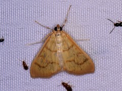 Helvibotys helvialis