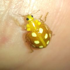 Halyzia sedecimguttata