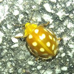 Halyzia sedecimguttata